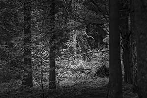 Sehr alter Baumriese auf einer kleinen Lichtung im dichten Wald.